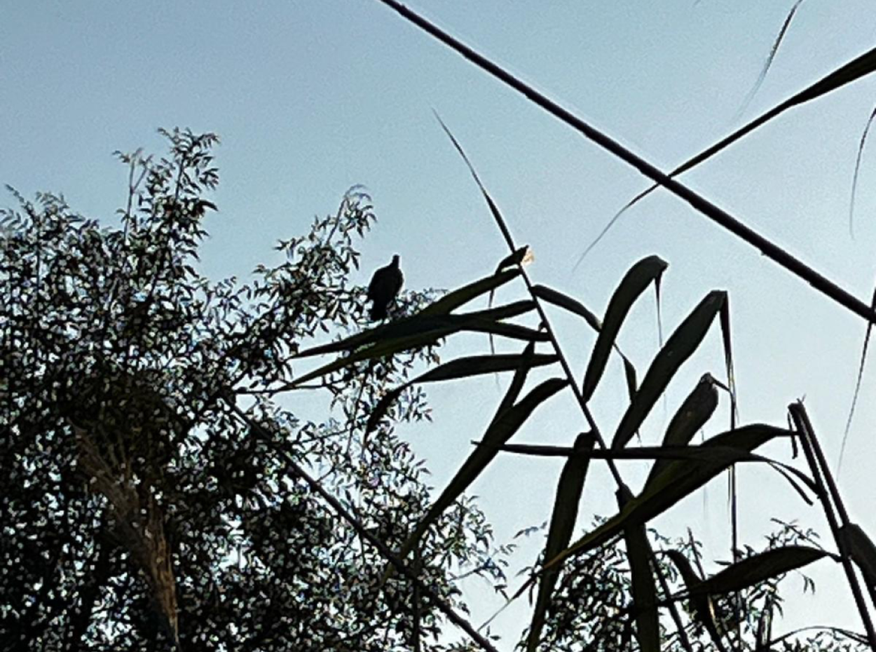 Nature's Symphony: Vogelbeobachtung Im Morgengrauen
