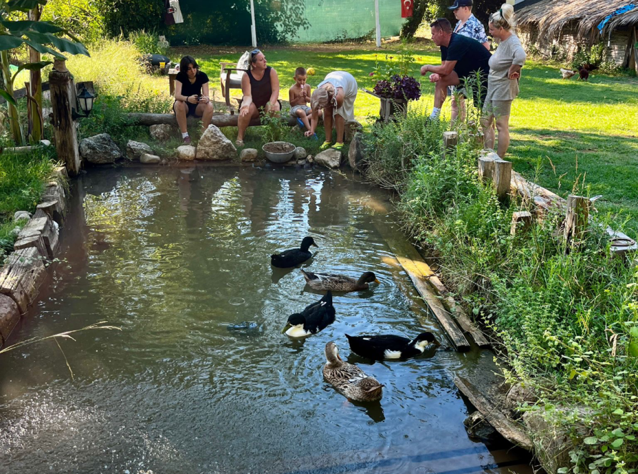 Galoppierende Seepferdchen