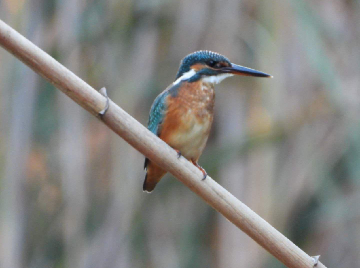 Nature’s Symphony: Birdwatching At Dawn