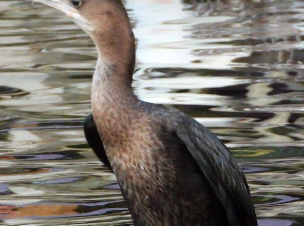 Nature’s Symphony: Birdwatching At Dawn