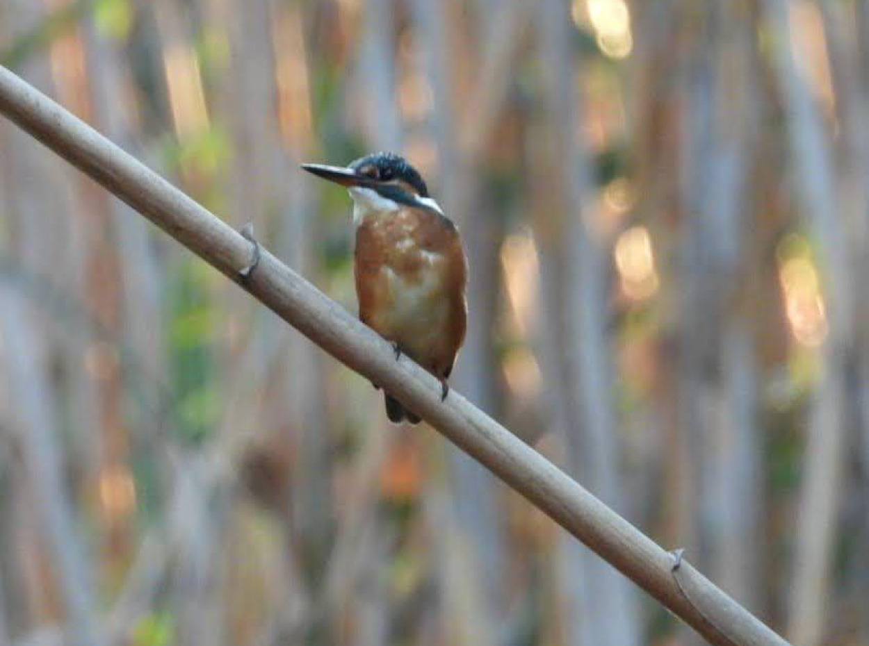Nature’s Symphony: Birdwatching At Dawn