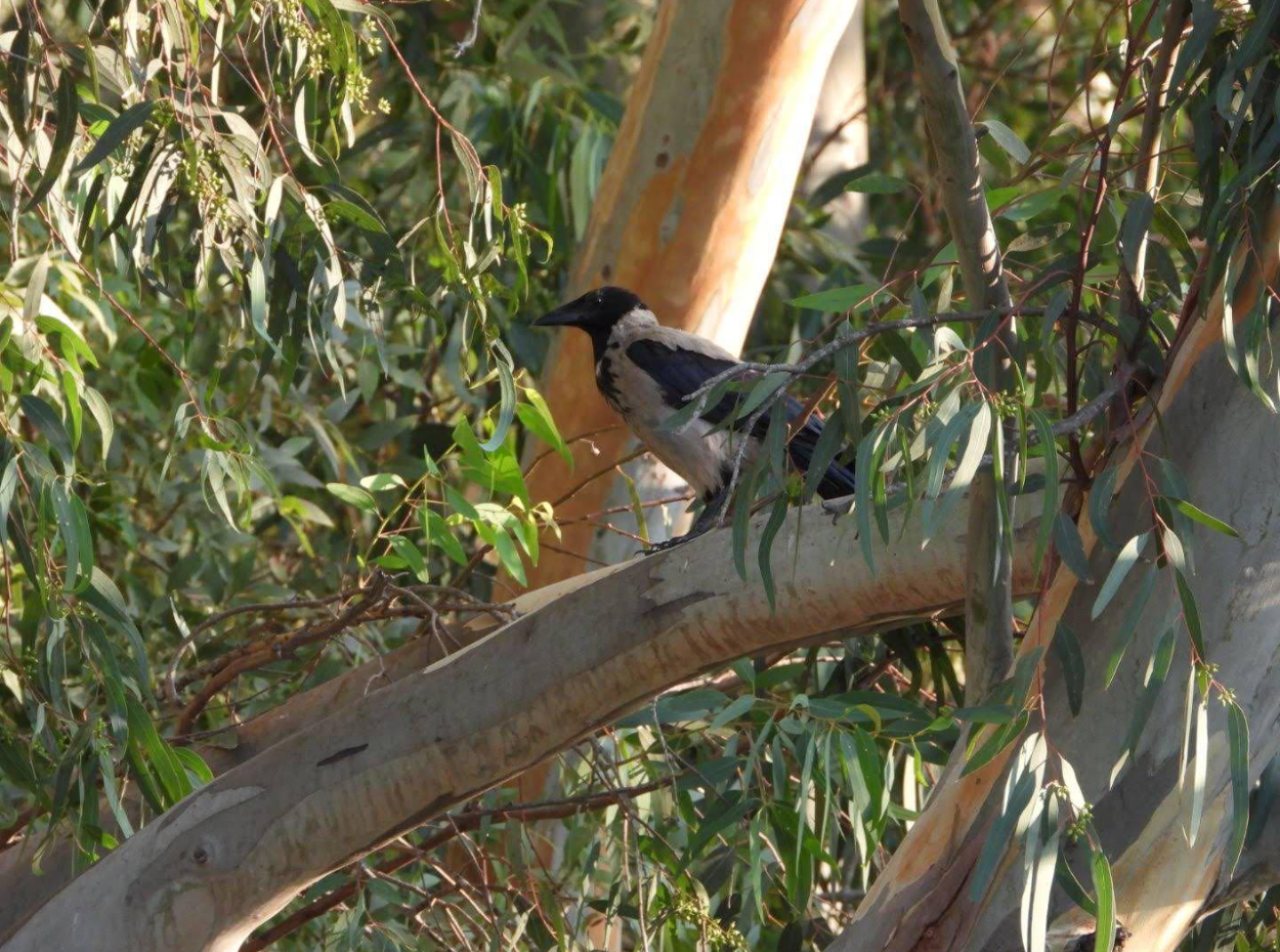 Nature’s Symphony: Birdwatching At Dawn
