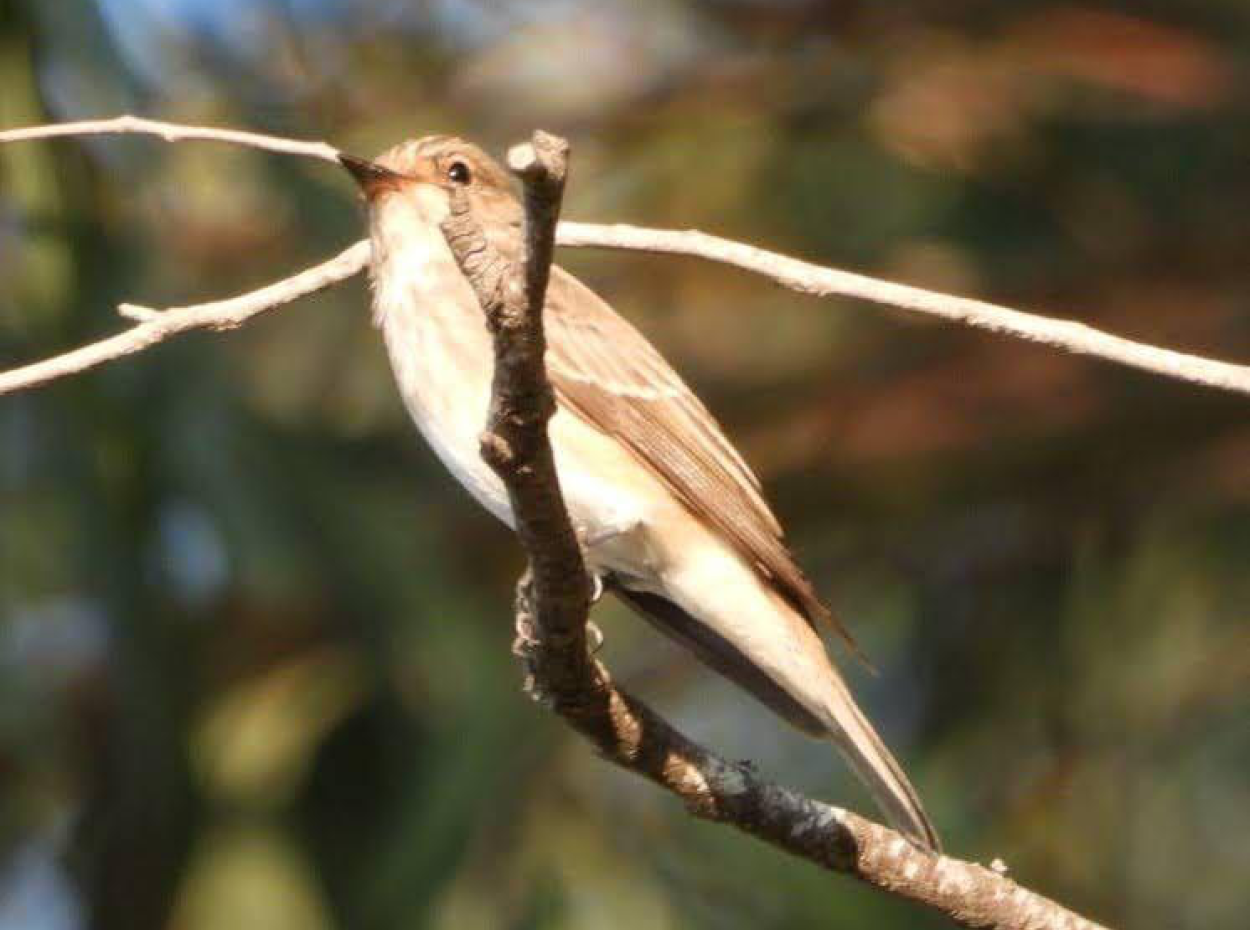 Nature’s Symphony: Birdwatching At Dawn