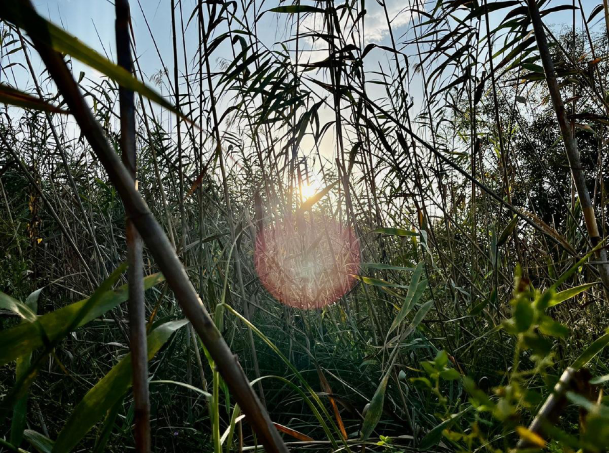 Nature’s Symphony: Birdwatching At Dawn