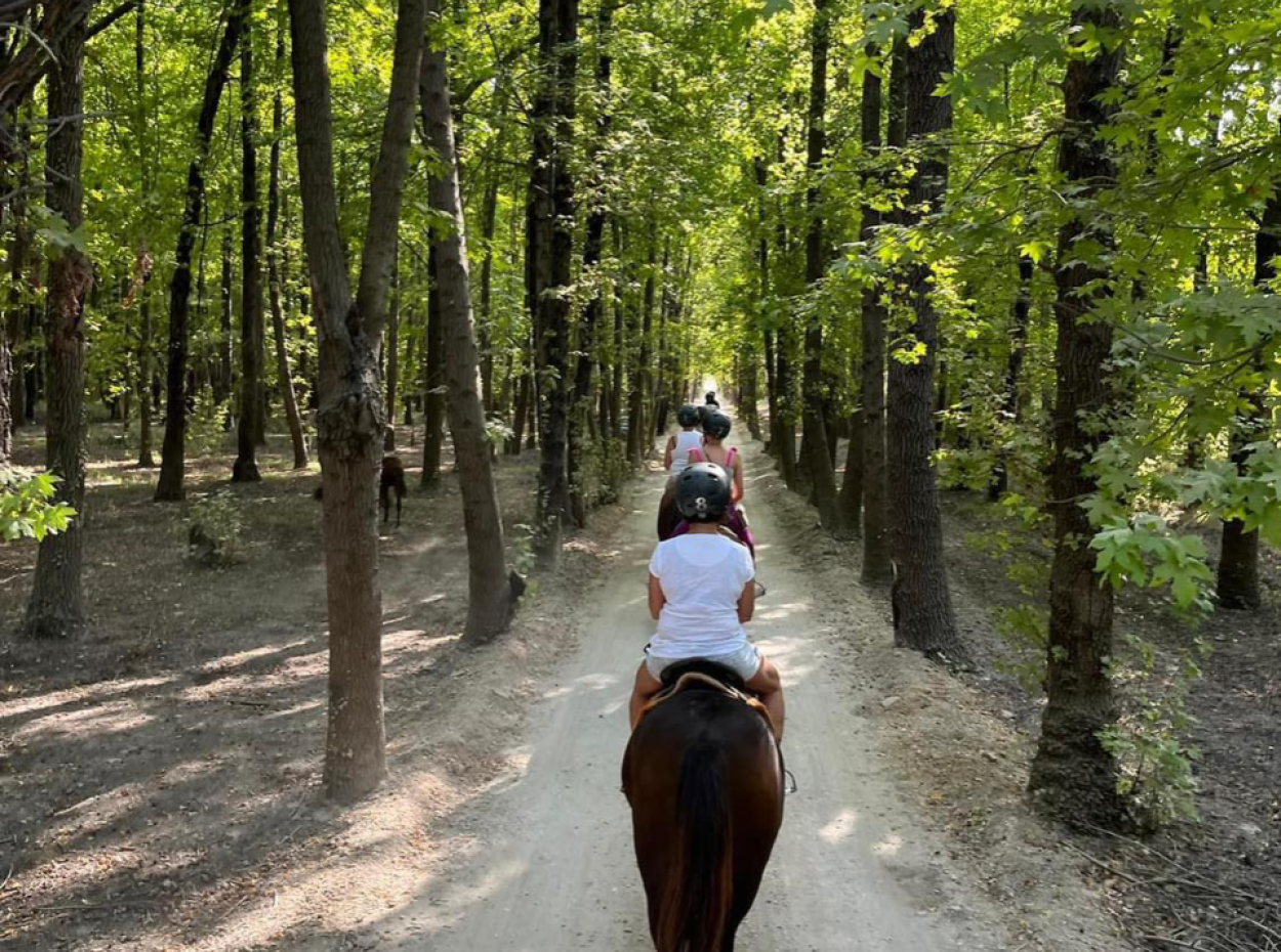 Dörtnala Giden Deniz Atları