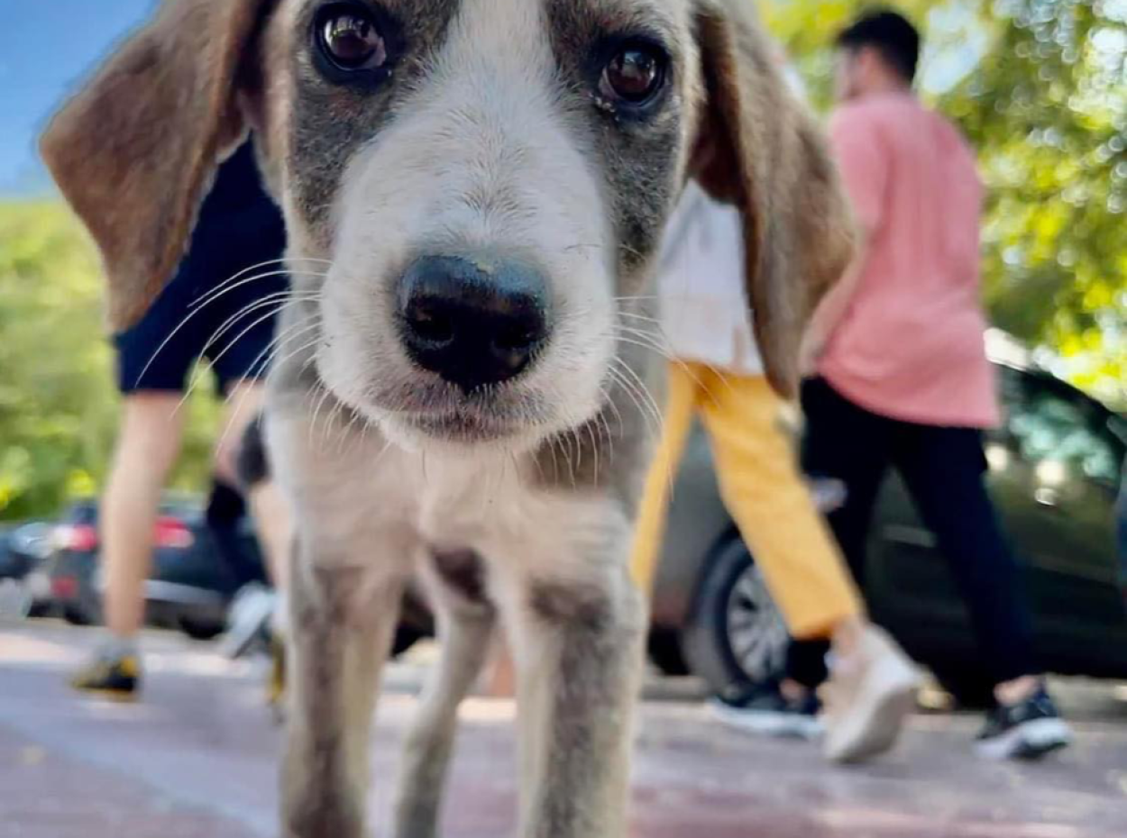 Keşfedilmemiş Hierapolis