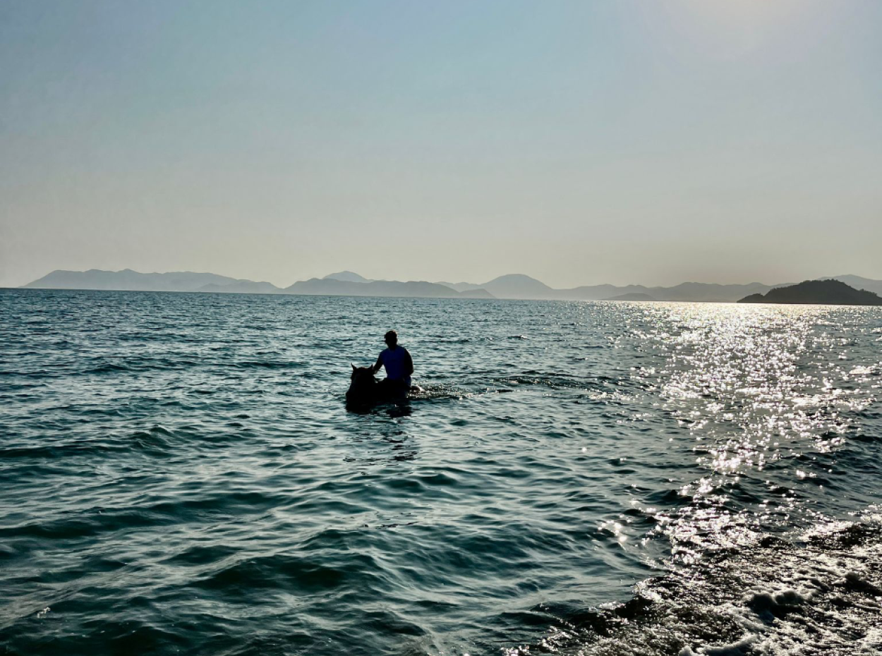 Dörtnala Giden Deniz Atları