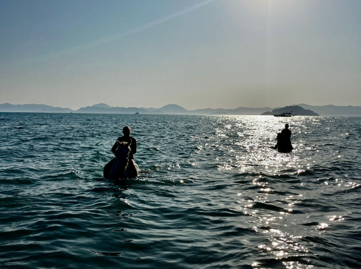 Dörtnala Giden Deniz Atları