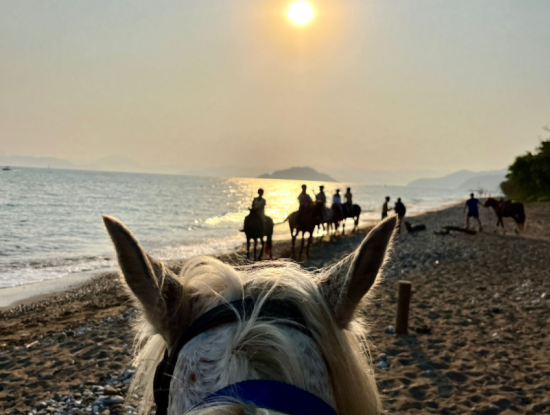 Dörtnala Giden Deniz Atları
