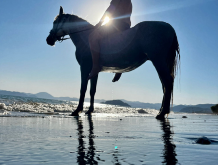 Dörtnala Giden Deniz Atları
