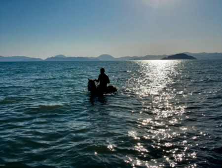 Dörtnala Giden Deniz Atları
